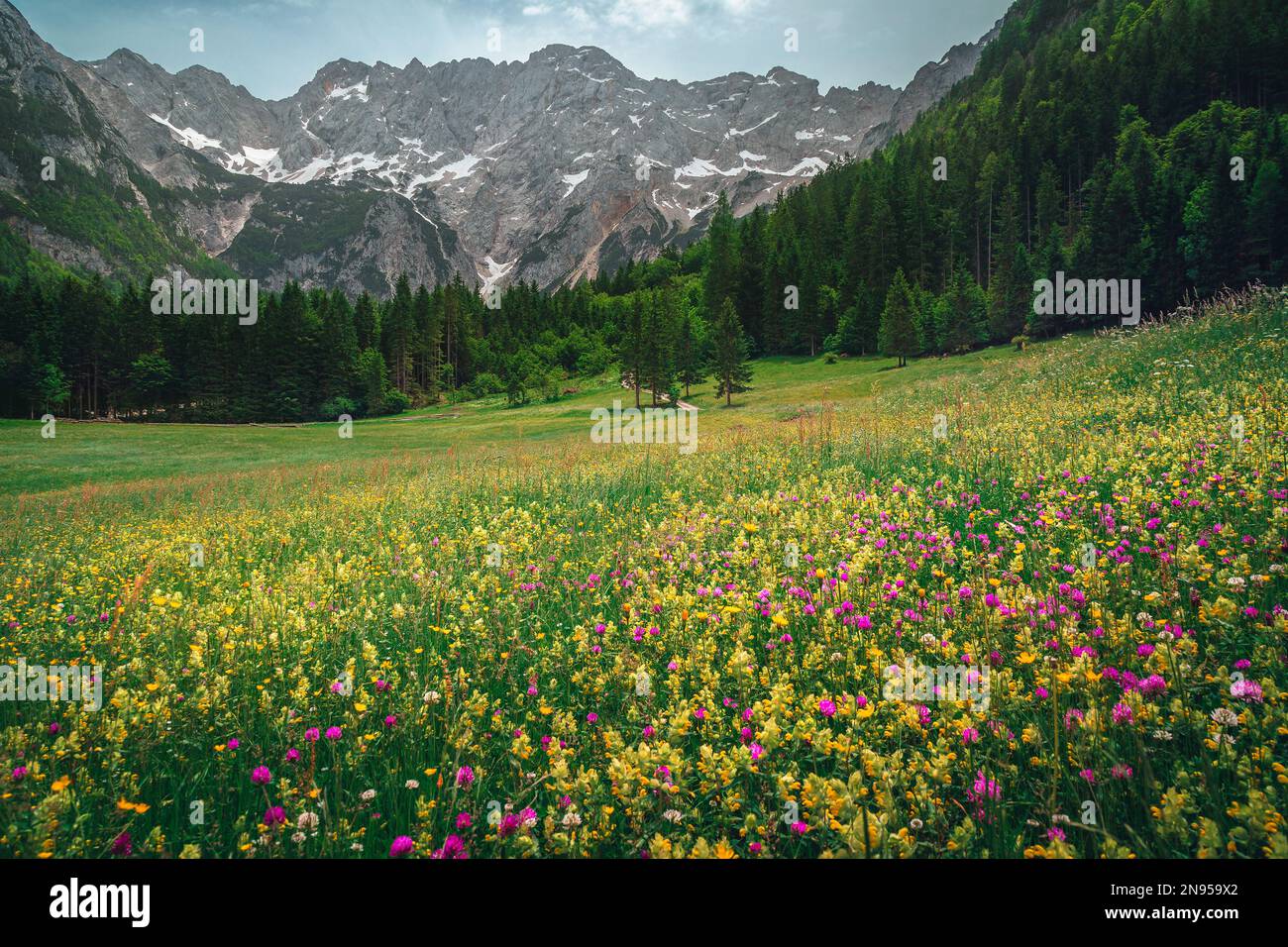 Splendidi fiori di campo colorati sul prato fiorito. Verde pineta e montagne innevate sullo sfondo, valle di Jezersko, Alpi Kamnik Savinja, innamorato Foto Stock