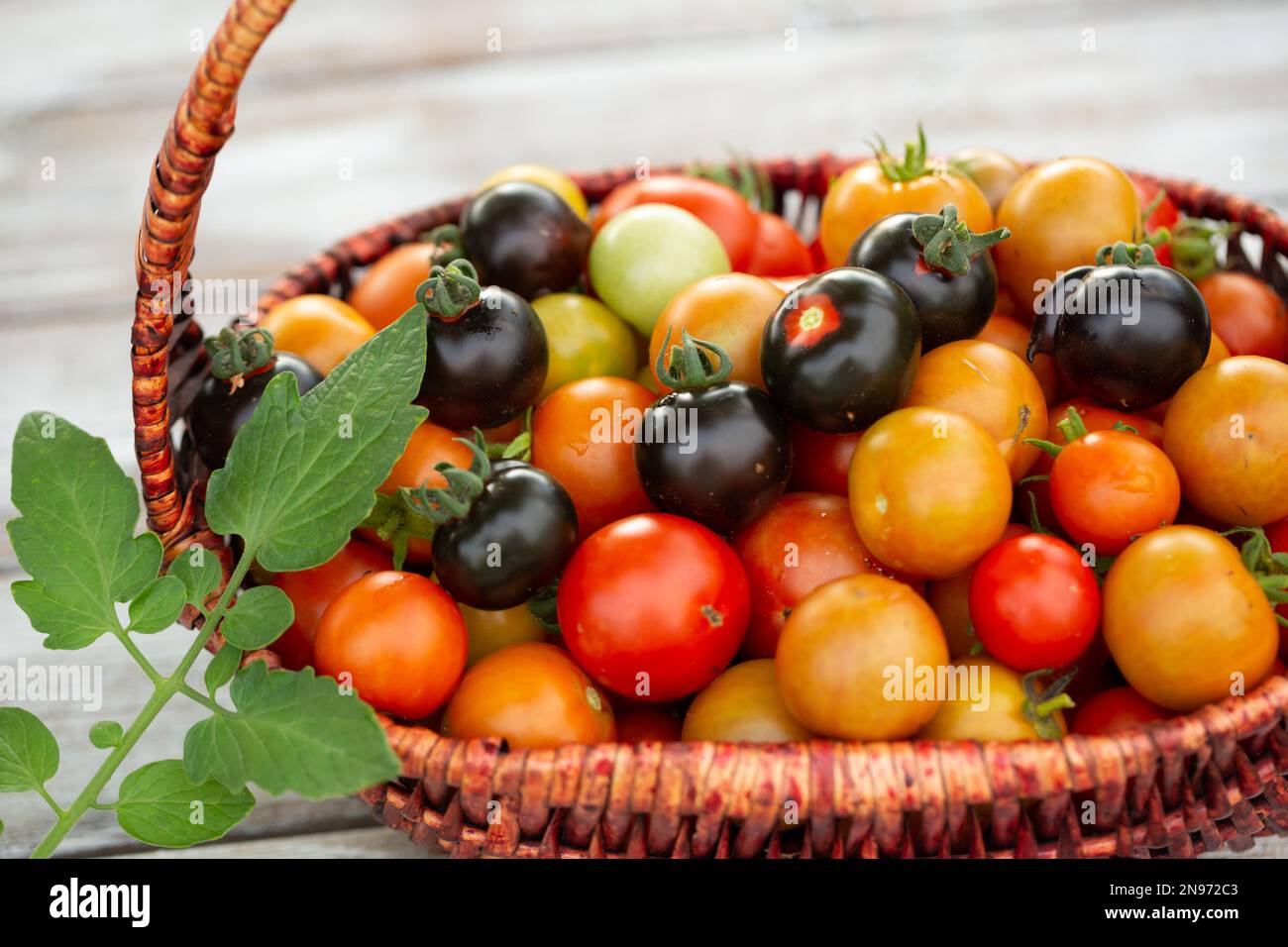 Raccolta di piccoli pomodori ciliegini colorati nel cestino. Giardinaggio urbano Foto Stock