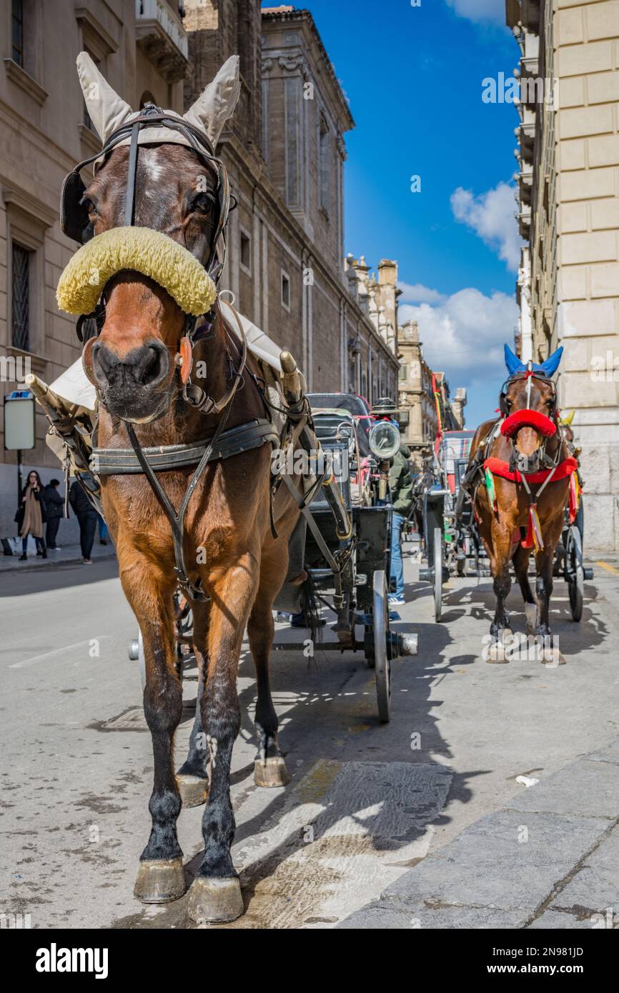 Carrozze trainate da cavalli nel centro storico di Palermo, Sicilia Foto Stock