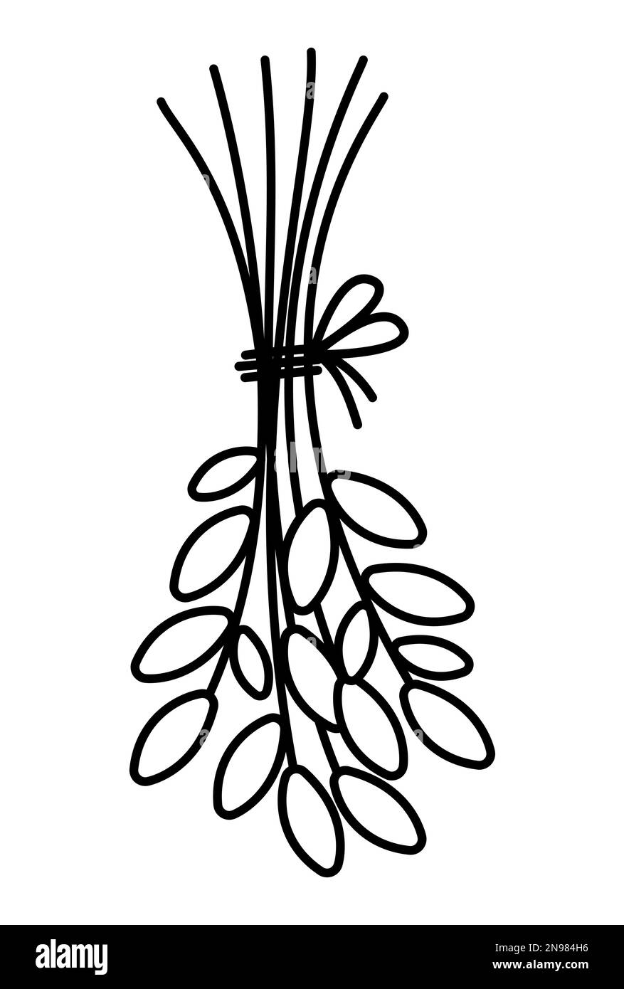 Bouquet di foglie in bianco e nero vettoriale. Contorno mazzo di raccolto legato con corda. Divertente illustrazione di pianta o colorazione pagina isolata su sfondo bianco. Dryi Illustrazione Vettoriale