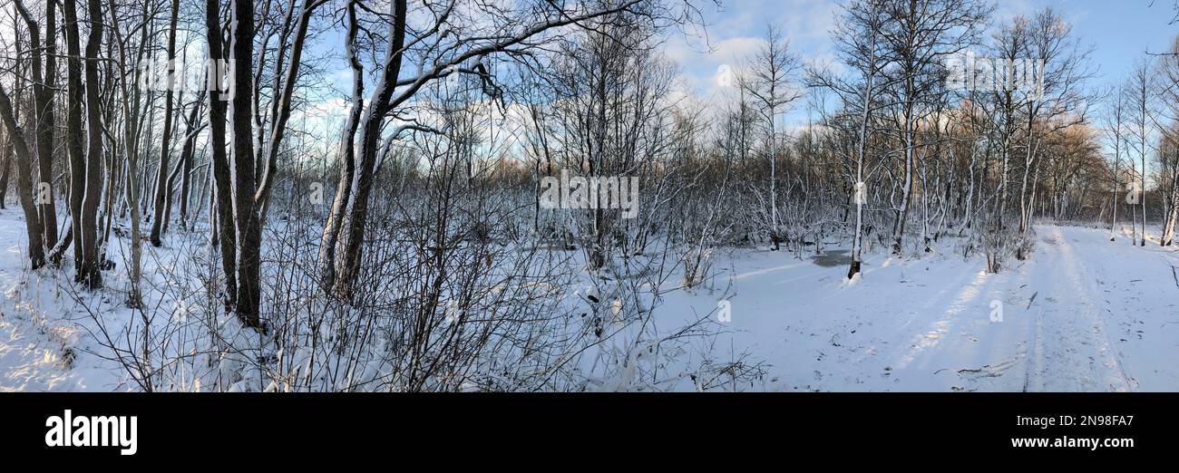 Neve foresta panorama, alberi di neve, cielo blu, giorno di sole, paesaggio Foto Stock