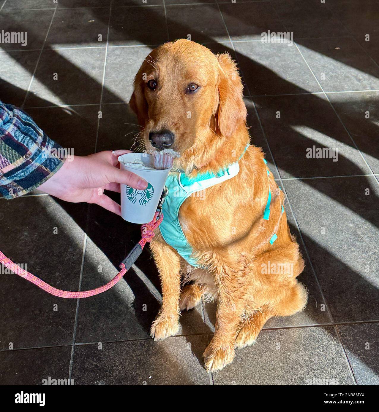 Montecito, California, Stati Uniti. 11th Feb, 2023. Maple The Golden Retriever riceve la sua bevanda Starbucks il 11 febbraio 2023, con panna montata, presso Starbucks in Coast Village Road, nella ritsiva città di Montecito, casa di regalità come il Principe Harry e la Principessa Megan, e Hollywood Queens Oprah ed Ellen Degeneres. In questa esclusiva città balneare, anche i canini sono trattati come dei re. (Credit Image: © Amy Katz/ZUMA Press Wire) SOLO PER USO EDITORIALE! Non per USO commerciale! Credit: ZUMA Press, Inc./Alamy Live News Foto Stock