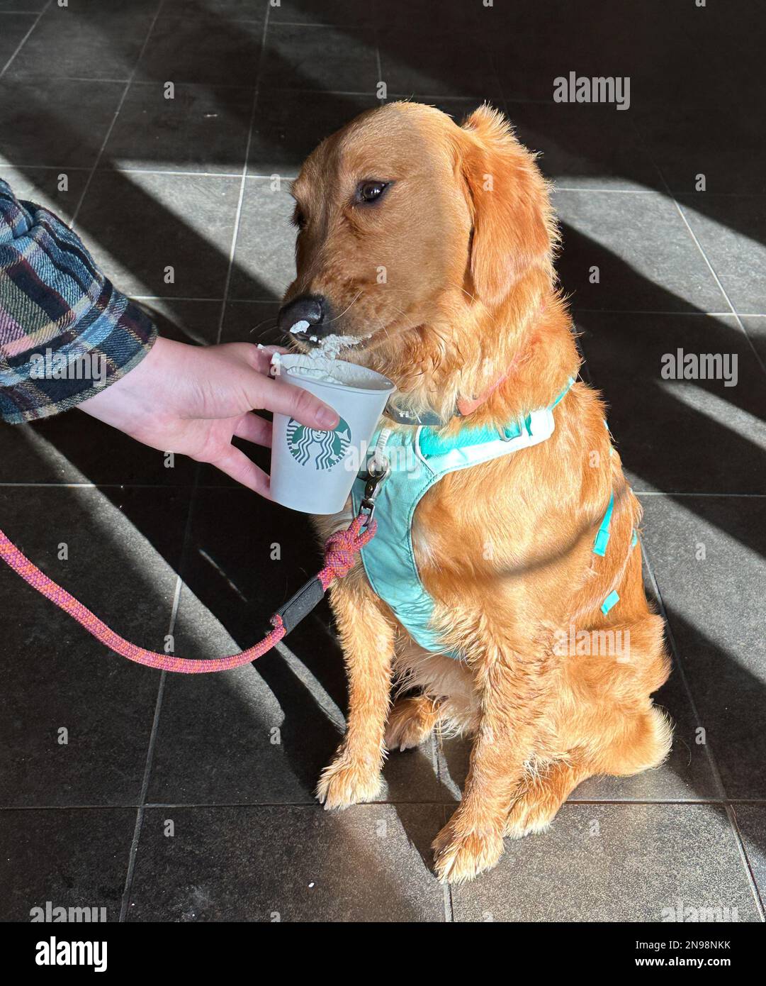 Montecito, California, Stati Uniti. 11th Feb, 2023. Maple The Golden Retriever riceve la sua bevanda Starbucks il 11 febbraio 2023, con panna montata, presso Starbucks in Coast Village Road, nella ritsiva città di Montecito, casa di regalità come il Principe Harry e la Principessa Megan, e Hollywood Queens Oprah ed Ellen Degeneres. In questa esclusiva città balneare, anche i canini sono trattati come dei re. (Credit Image: © Amy Katz/ZUMA Press Wire) SOLO PER USO EDITORIALE! Non per USO commerciale! Credit: ZUMA Press, Inc./Alamy Live News Foto Stock