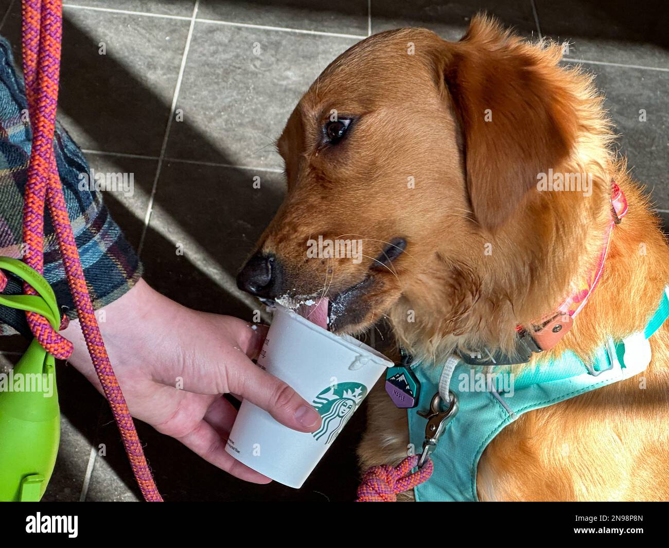 Montecito, California, Stati Uniti. 11th Feb, 2023. Maple The Golden Retriever riceve la sua bevanda Starbucks il 11 febbraio 2023, con panna montata, presso Starbucks in Coast Village Road, nella ritsiva città di Montecito, casa di regalità come il Principe Harry e la Principessa Megan, e Hollywood Queens Oprah ed Ellen Degeneres. In questa esclusiva città balneare, anche i canini sono trattati come dei re. (Credit Image: © Amy Katz/ZUMA Press Wire) SOLO PER USO EDITORIALE! Non per USO commerciale! Credit: ZUMA Press, Inc./Alamy Live News Foto Stock