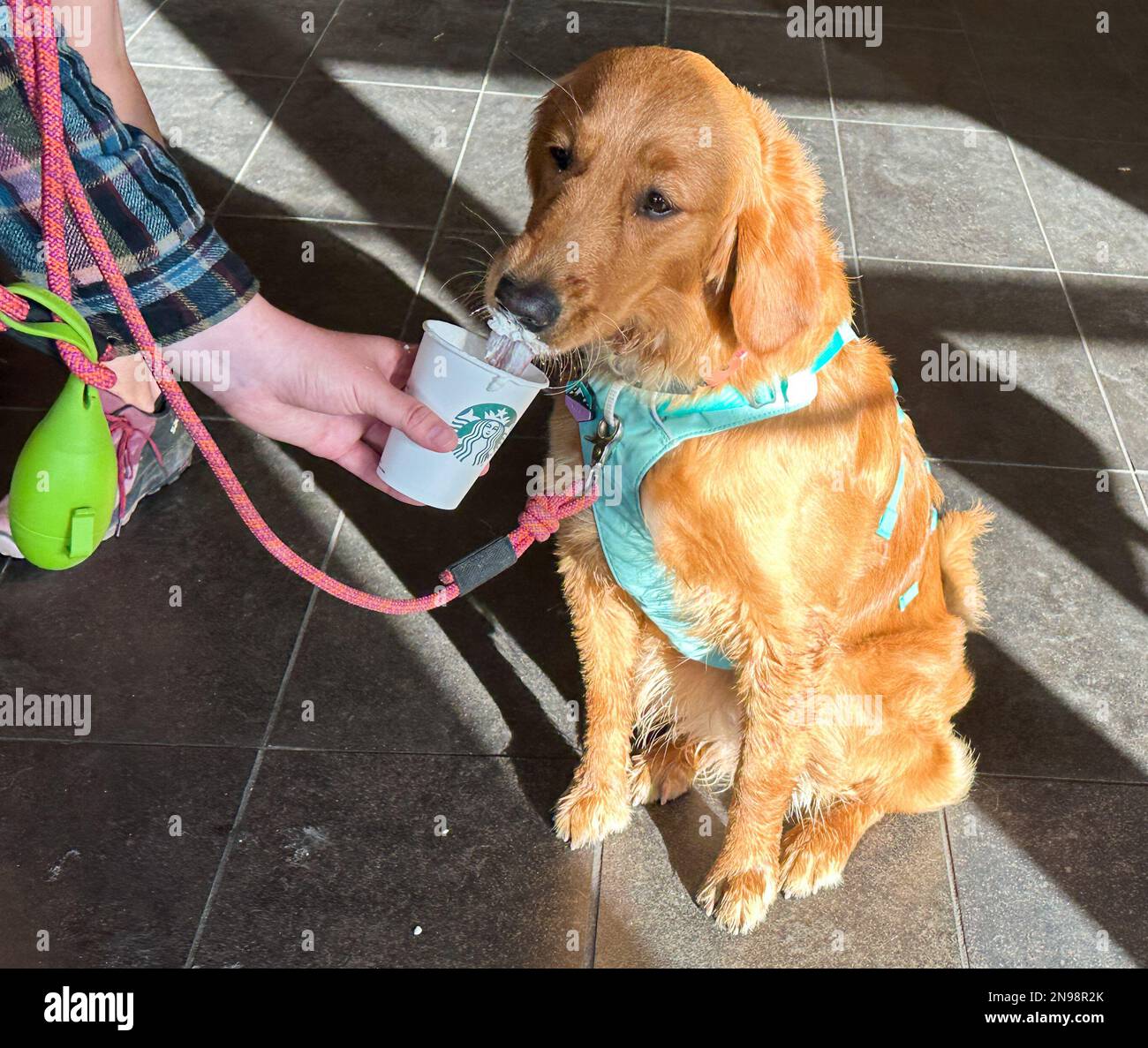 Montecito, California, Stati Uniti. 11th Feb, 2023. Maple The Golden Retriever riceve la sua bevanda Starbucks il 11 febbraio 2023, con panna montata, presso Starbucks in Coast Village Road, nella ritsiva città di Montecito, casa di regalità come il Principe Harry e la Principessa Megan, e Hollywood Queens Oprah ed Ellen Degeneres. In questa esclusiva città balneare, anche i canini sono trattati come dei re. (Credit Image: © Amy Katz/ZUMA Press Wire) SOLO PER USO EDITORIALE! Non per USO commerciale! Credit: ZUMA Press, Inc./Alamy Live News Foto Stock