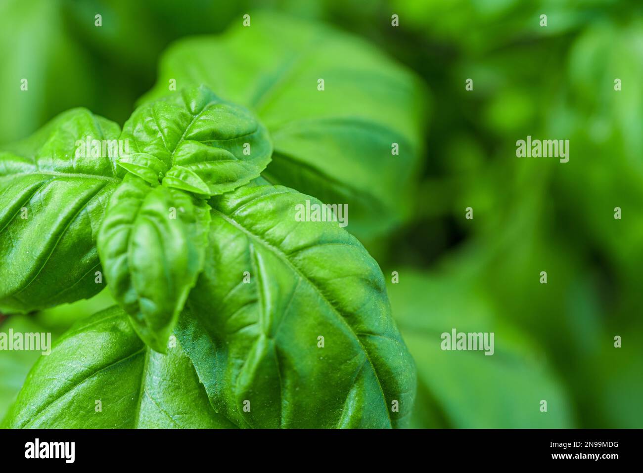 primo piano di foglie verdi fresche di basilico, sfondo verde naturale Foto Stock