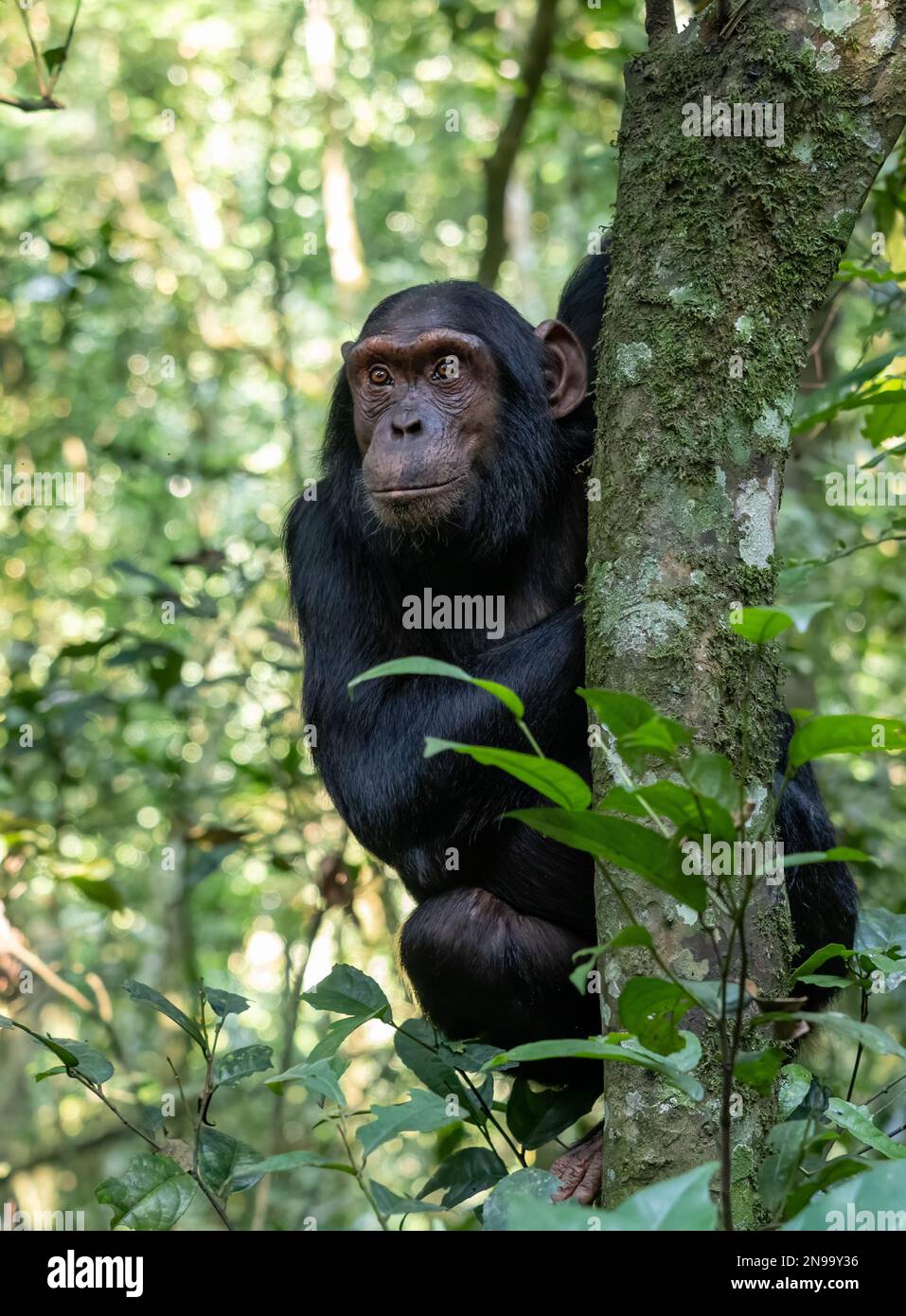 Un Chimpanzee (P. troglodytes schweinfurtii) si accosta nella foresta pluviale da dietro un albero in Uganda Foto Stock