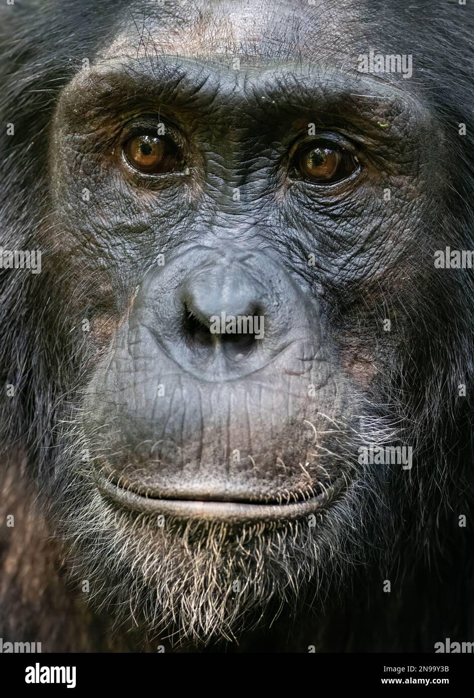 Un ritratto di un Chimpanzee dall'aspetto ponderato (P. troglodytes schweinfurtii) nella foresta pluviale di Kibale, Uganda Foto Stock