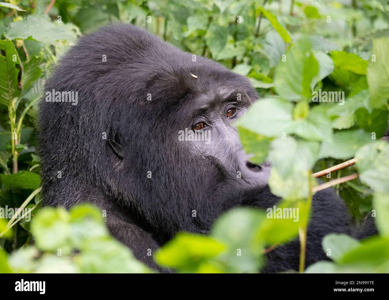 A Silverback Gorilla (Gorilla beringei beringei) mangiare pacificamente in Bwindi Foresta impenetrabile, Uganda Foto Stock