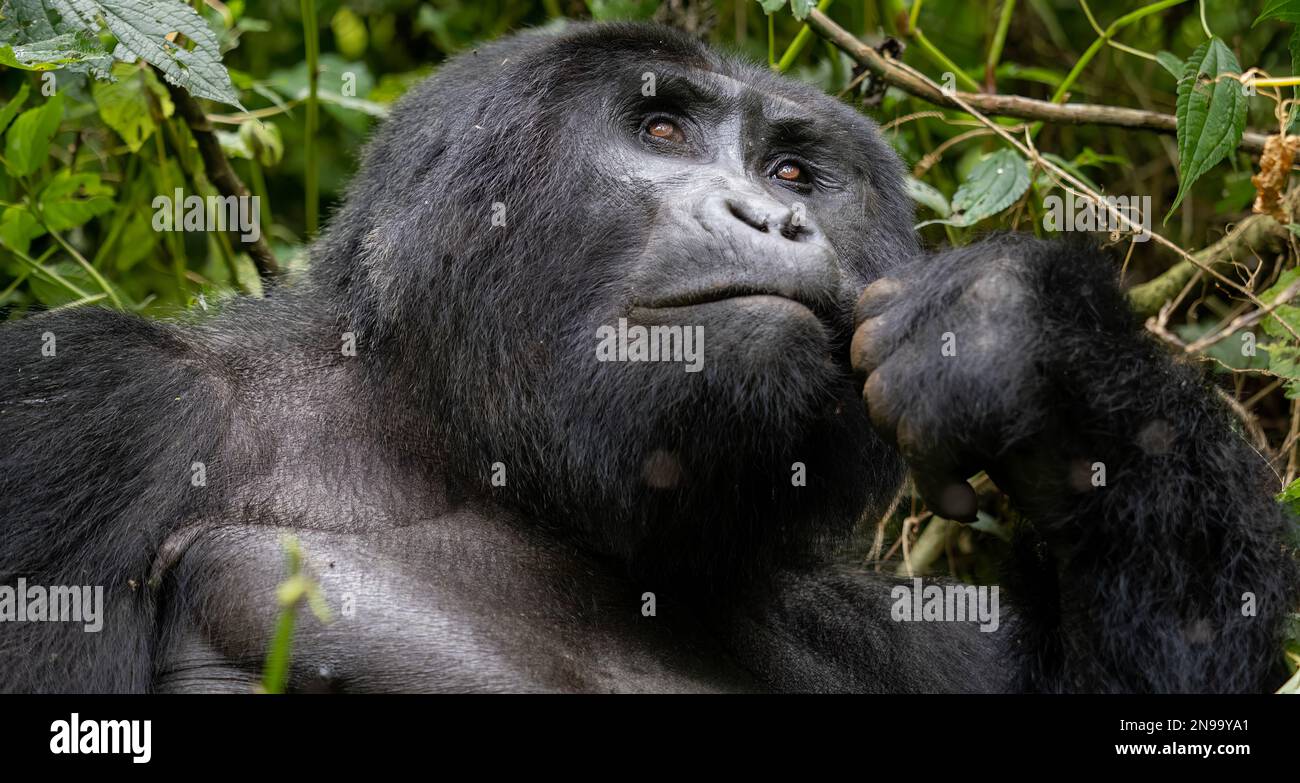 A Silverback Gorilla (Gorilla beringei beringei) mangiare pacificamente in Bwindi Foresta impenetrabile, Uganda Foto Stock