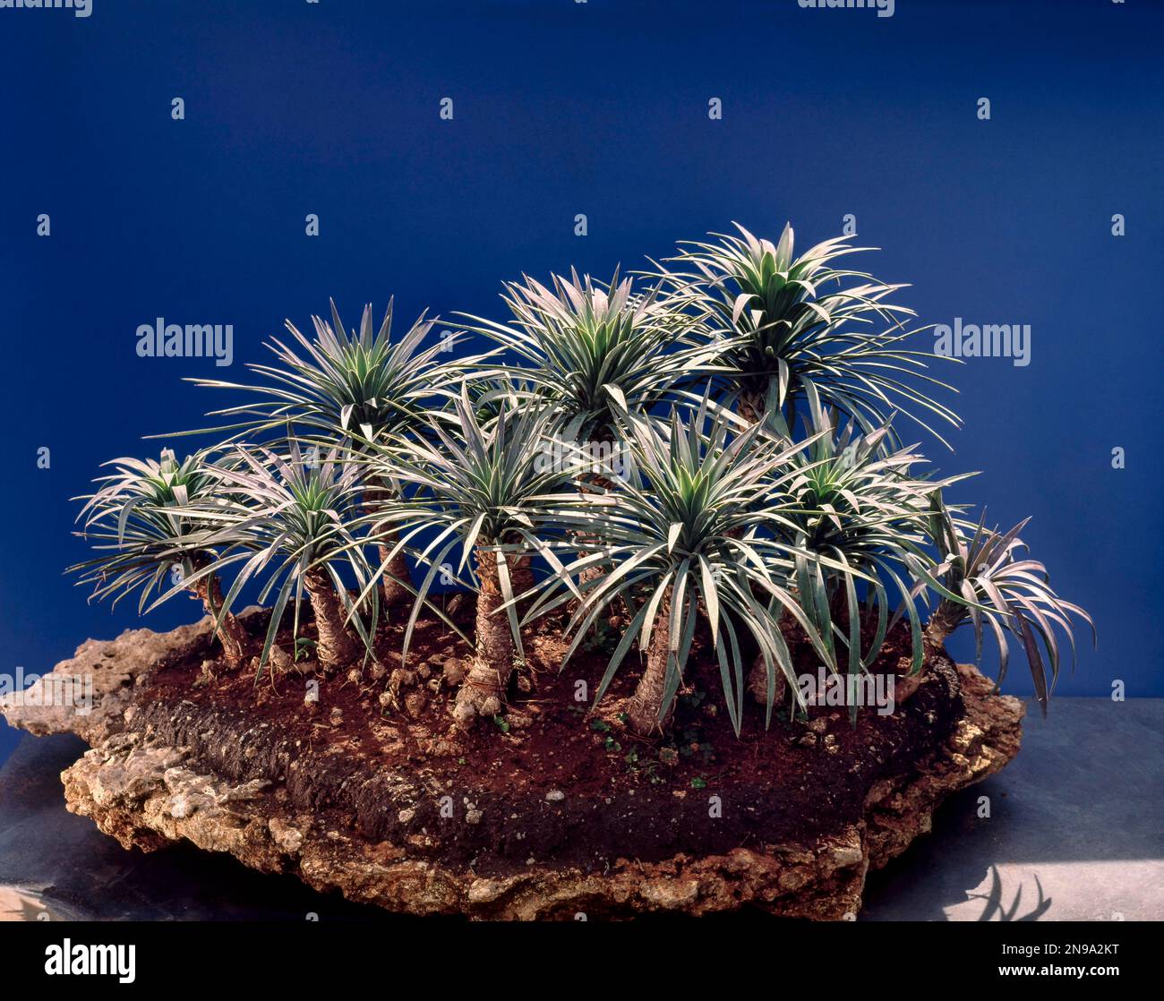 Bonsai, Aloe specie stile, Forest stile sulla roccia, India Foto Stock