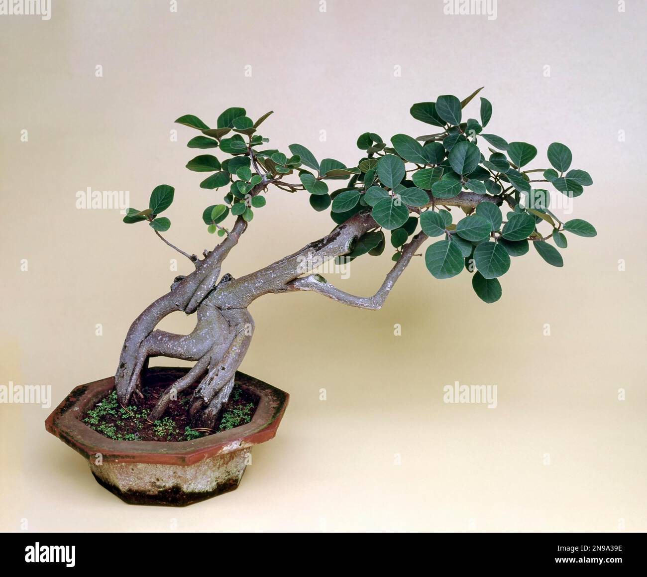 Bonsai, Ficus tsiela, stile, radice esposta, albero inclinato, India Foto Stock