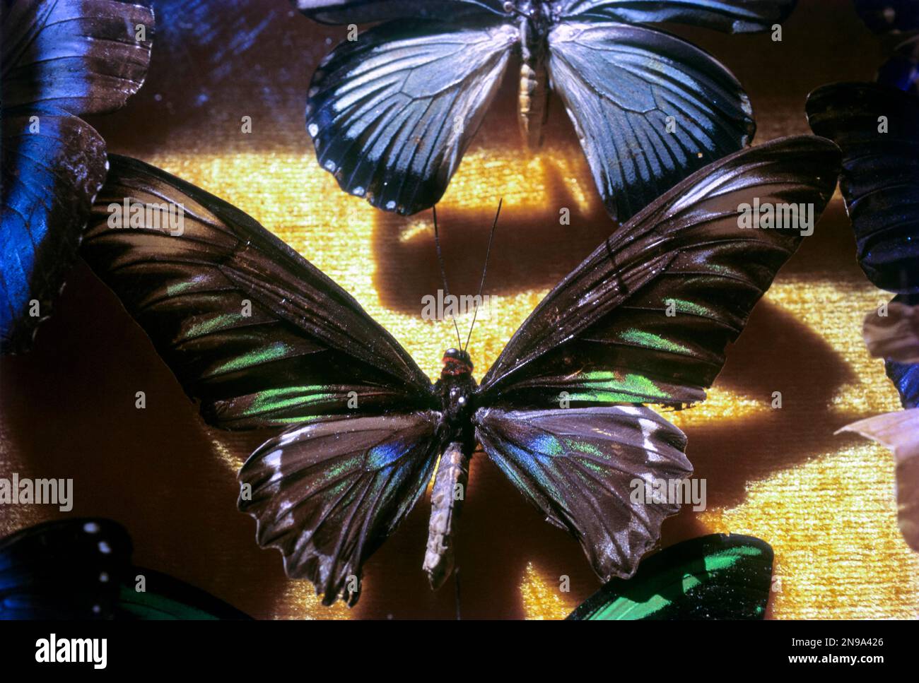 Esposizione di farfalle a Wankhar & Co, Riatsamtiah a Shillong, Meghalaya, India, Asia Foto Stock