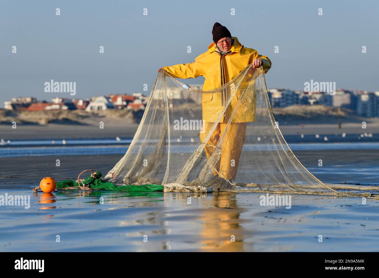 Horse fisher diffonde la sua rete, catturando gamberetti marroni (Crangon crangon), Koksijde, costa del Mare del Nord, provincia delle Fiandre Occidentali, Belgio Foto Stock