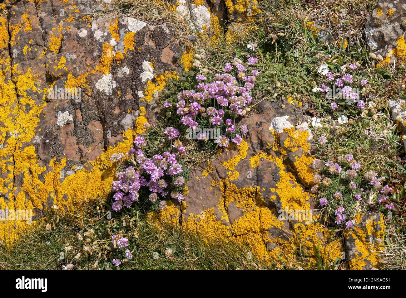 Sea Pinks fiorisce nella campagna aspra intorno a Kynance Cove Foto Stock