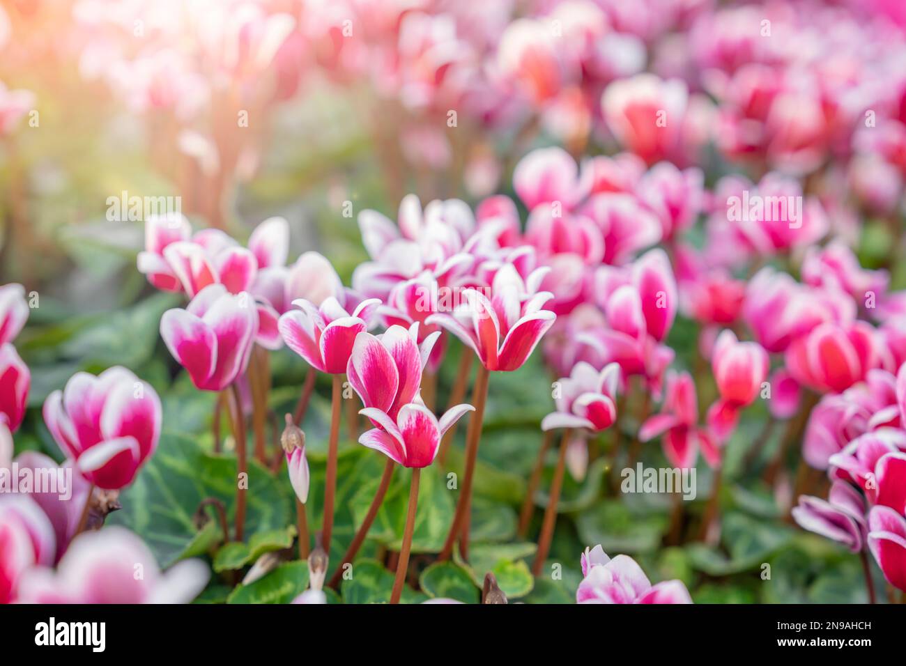 fiori variegati colorati di ciclamino nel giardino. Foto Stock