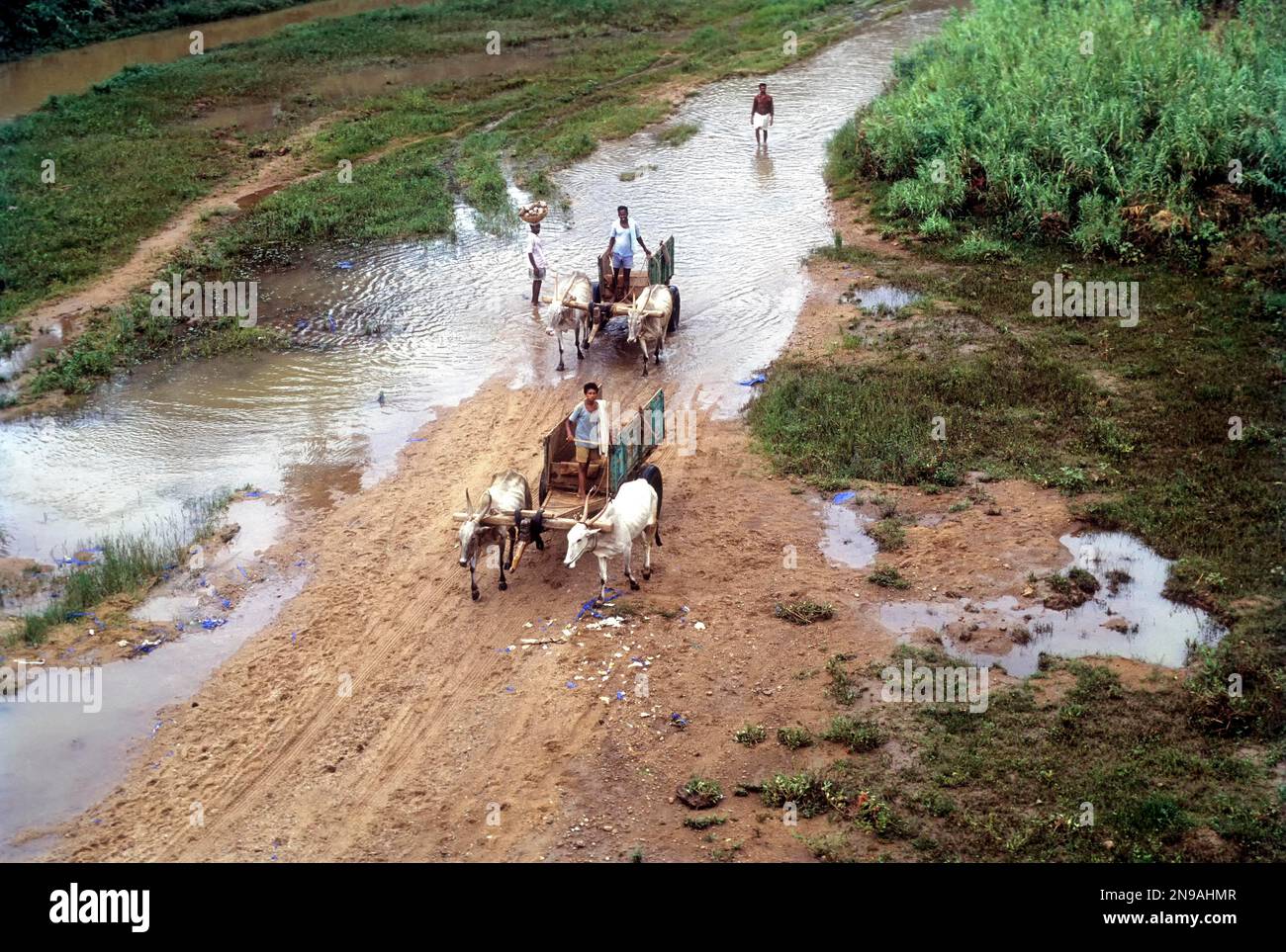 Raccolta di sabbia del fiume, carrelli Bullock sul letto del fiume una scena rurale vicino Anaikatti, Tamil Nadu, India Foto Stock