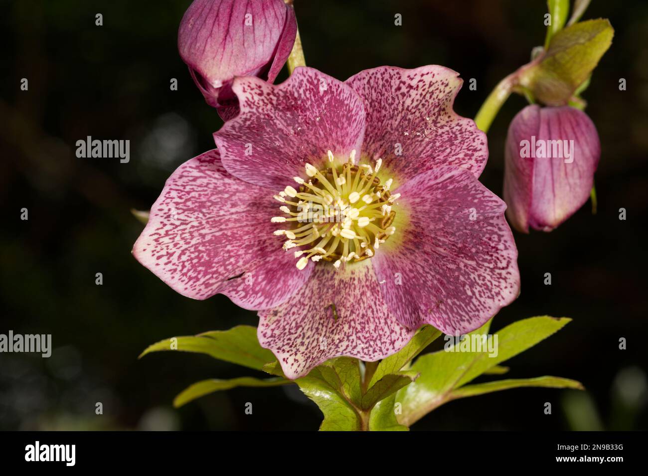 Fiore rosso spotted ellebore in un giardino d'inverno britannico febbraio Foto Stock