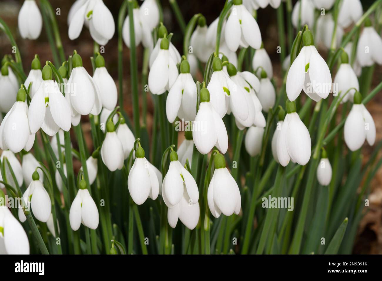Primo piano delle nevicate invernali fiorite, galanthus nivalis UK Garden febbraio Foto Stock