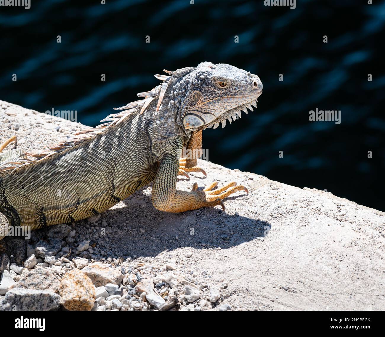 Foto di un'iguana verde selvaggia su un ponte a Marathon Key, Florida. Foto Stock