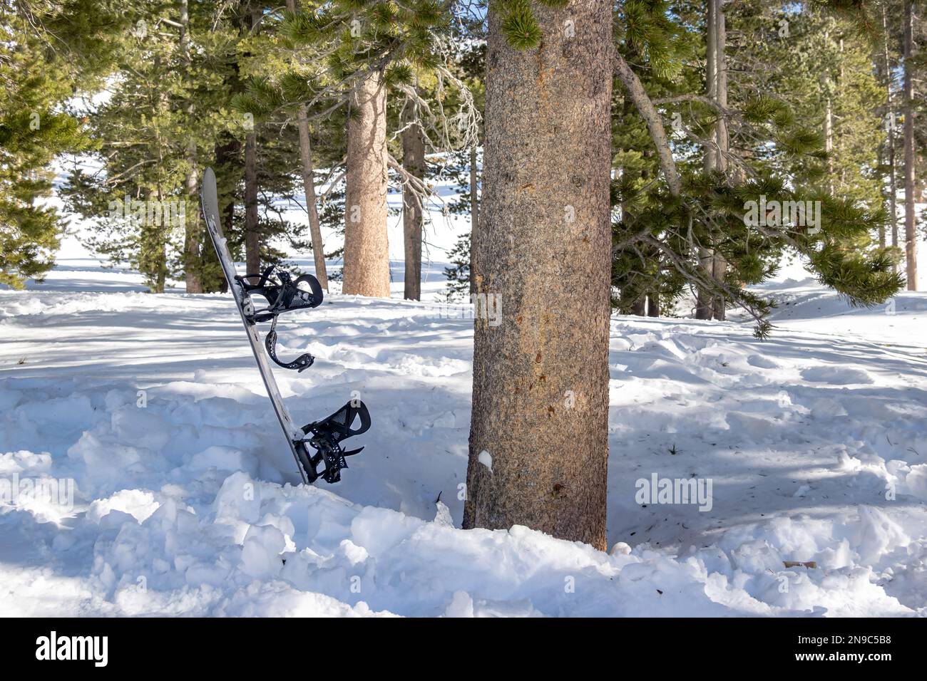 Snowboard casuale vicino al pino, nel pozzo dell'albero, pericolo. Foto Stock