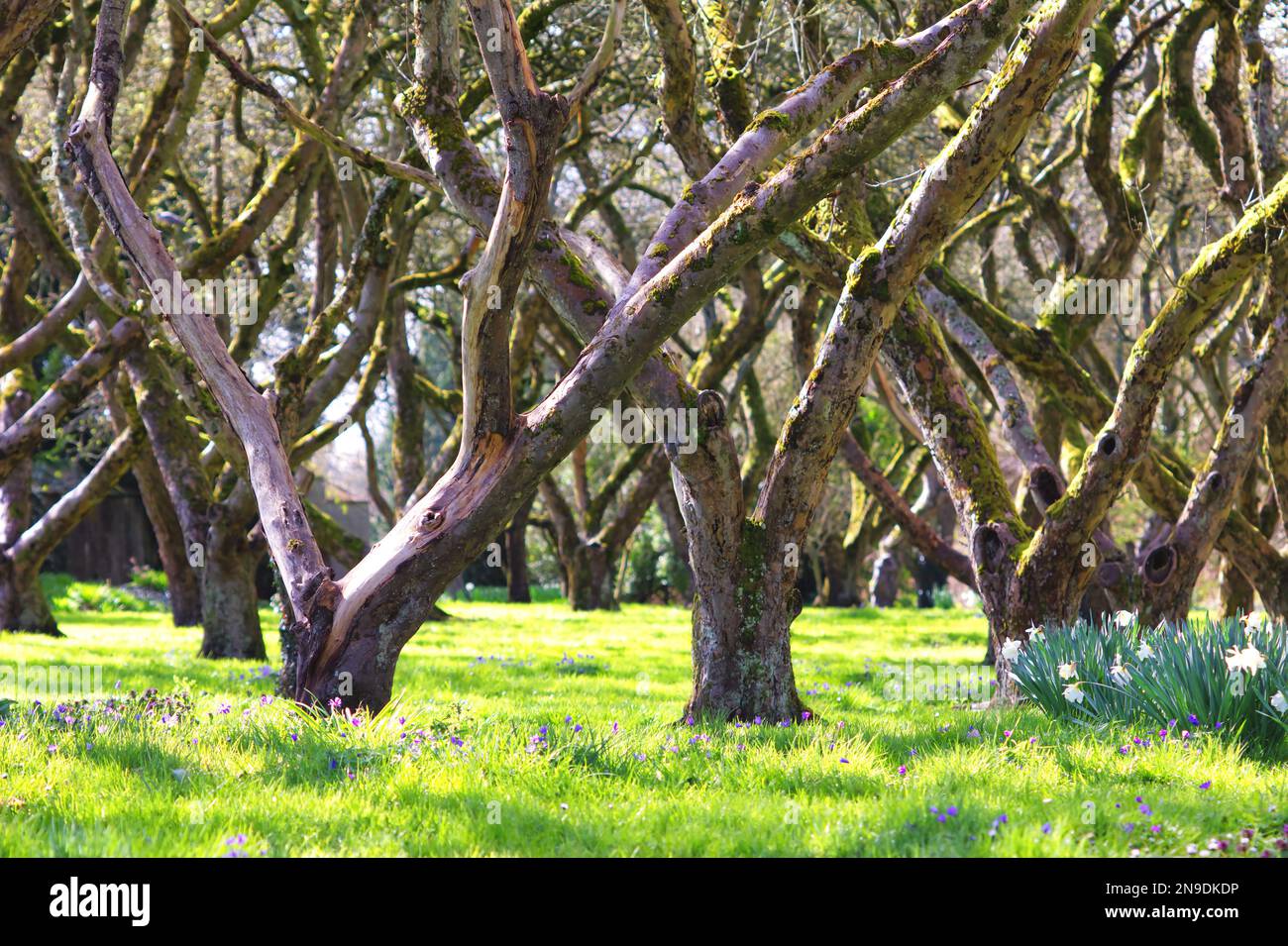 Orchard all'inizio della primavera immerso in un prato verde tenue in irlanda Foto Stock
