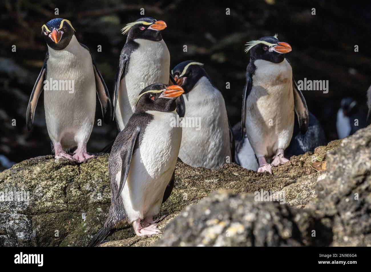 Pinguini di Snares su Rocky Shore, Snares Island, Nuova Zelanda Foto Stock