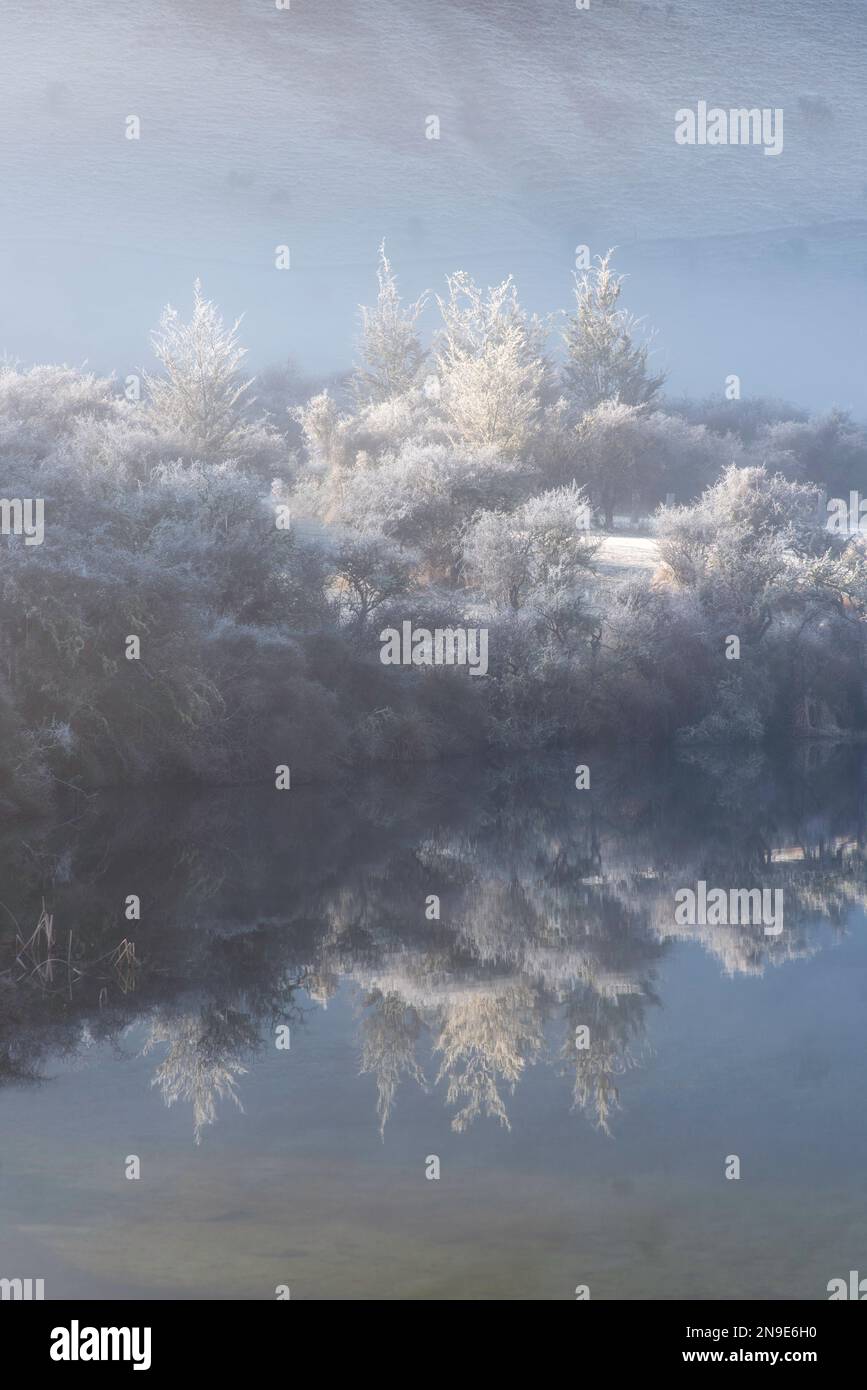 Bella luce mattutina che illumina il freddo fogliame sulle rive del lago Moke vicino a Queenstown, Nuova Zelanda. Foto Stock