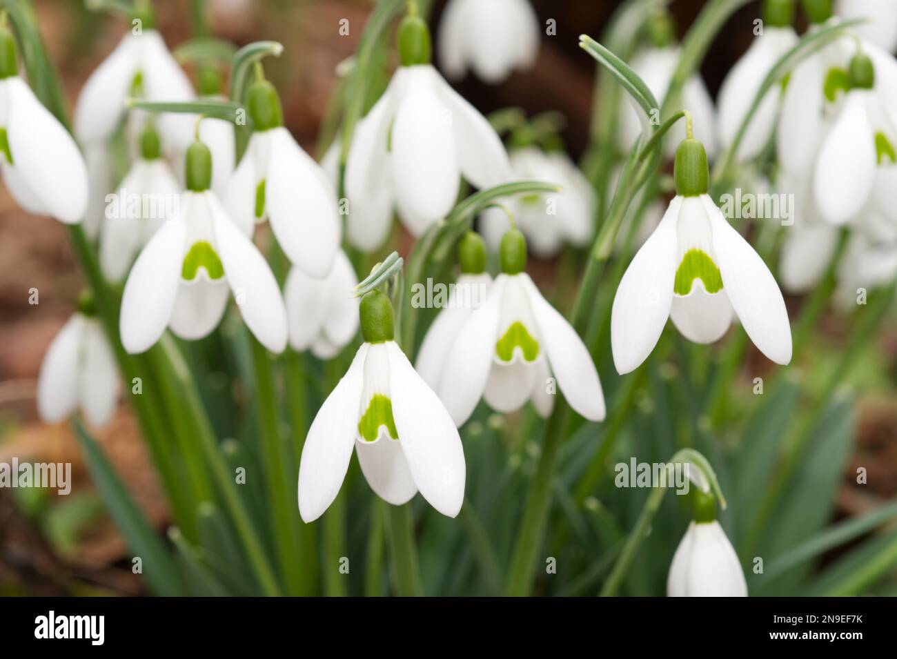 Primo piano delle nevicate invernali fiorite, galanthus nivalis UK Garden febbraio Foto Stock