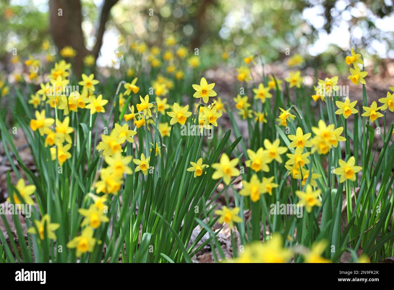 Grazioso Narcissus jonquil in fiore. Foto Stock