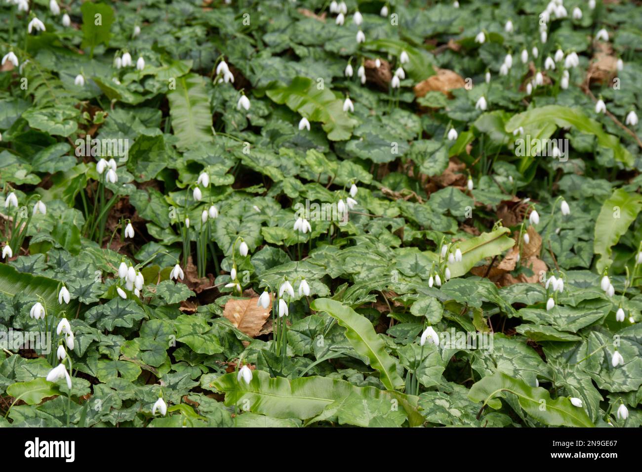 Tappeto di copertura invernale a terra di gocce di neve, galanthus nivalis cyclamen hederifolium e sempreverde hart lingua felce, Asplenium scallopendrium UK febbraio Foto Stock