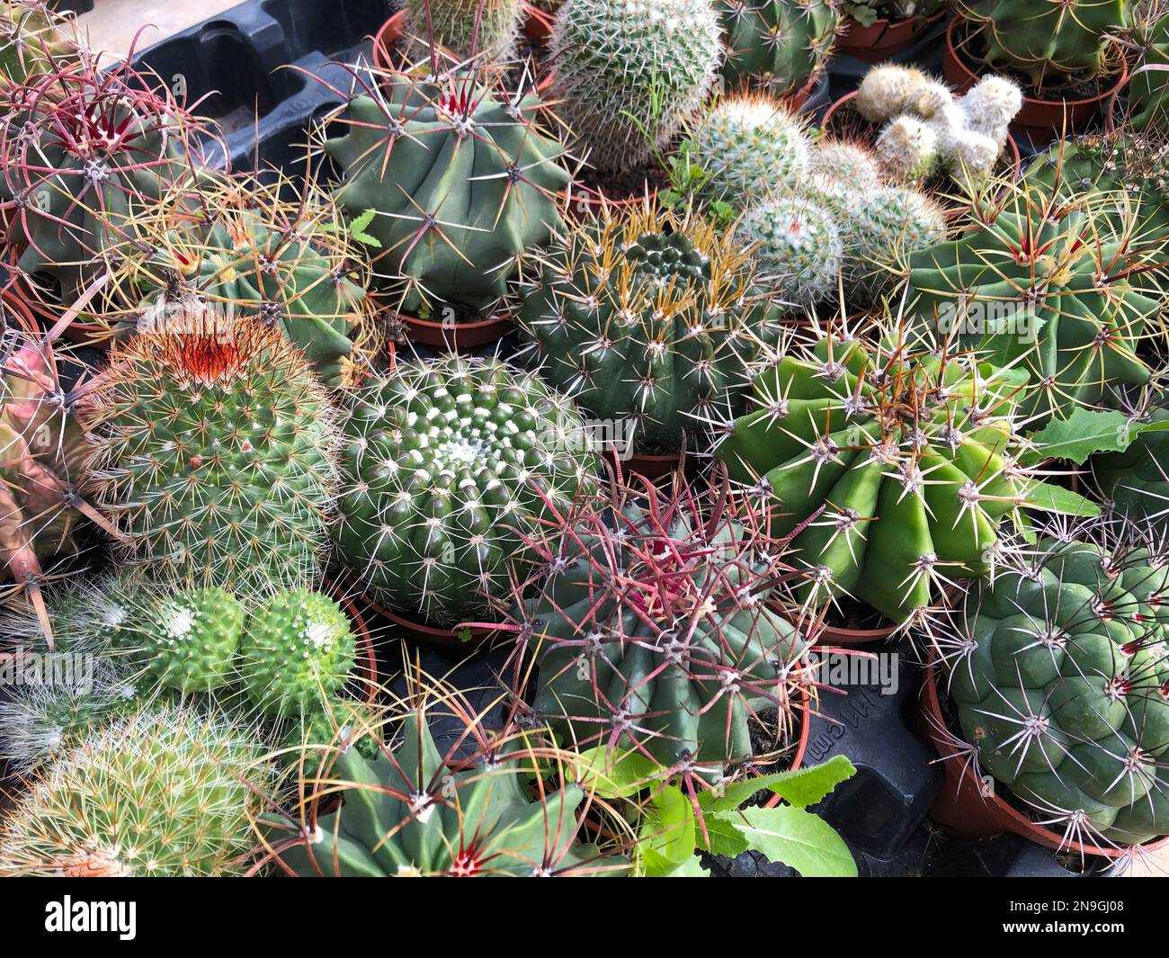 piccoli cactus e piante succulente nel giardino di cactus , Foto Stock