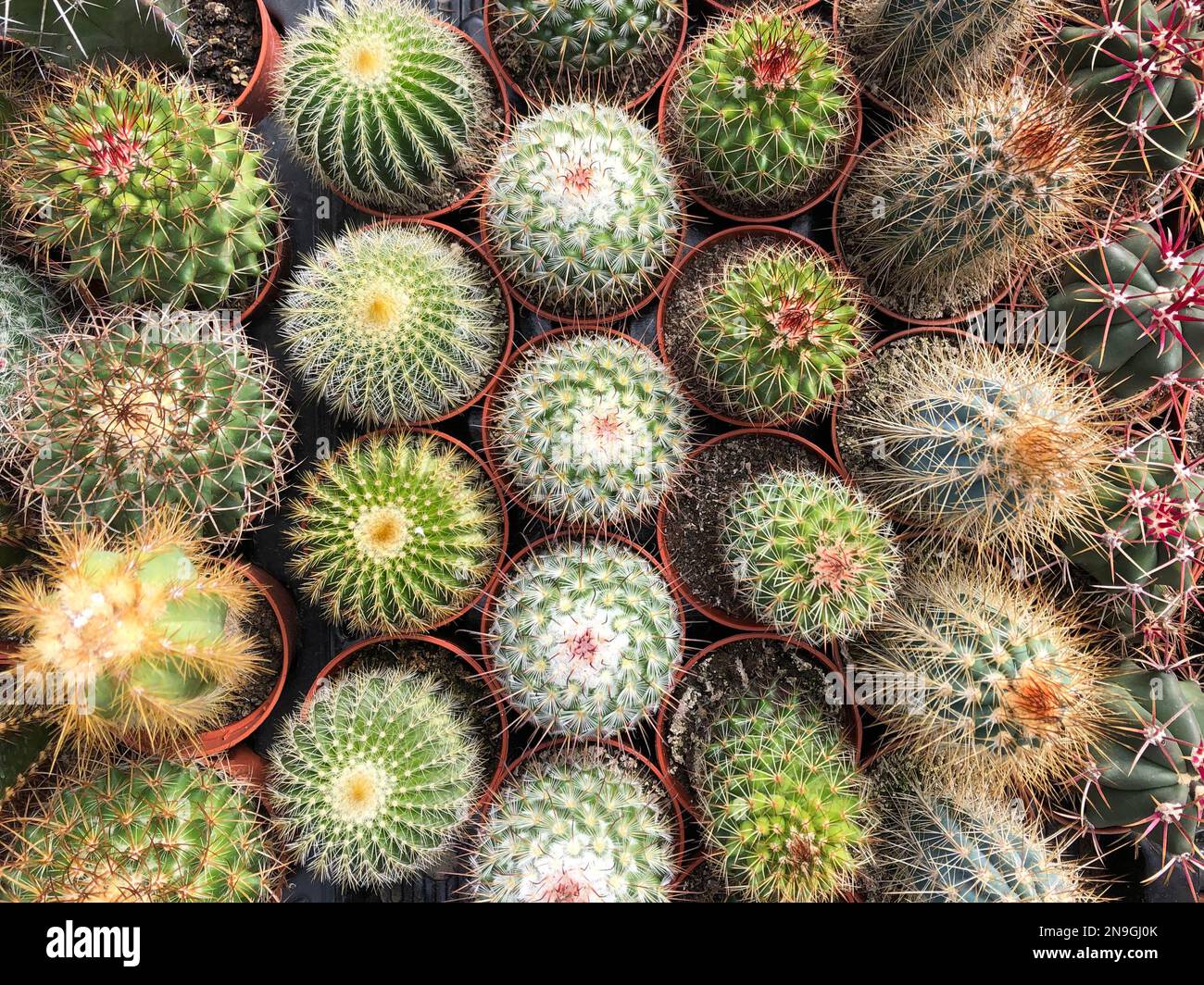 piccoli cactus e piante succulente nel giardino di cactus , Foto Stock piccoli cactus e piante succulente nel giardino di cactus , Foto Stock