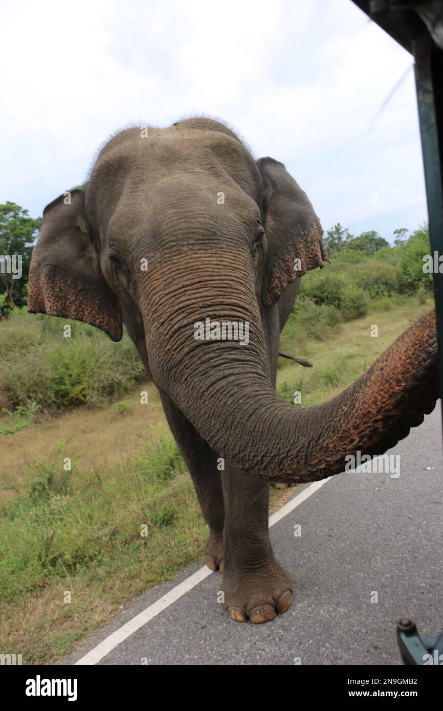 Elephant crea Traffic Jam mentre blocca Road in Sri Lanka Wildlife Sanctuary Foto Stock