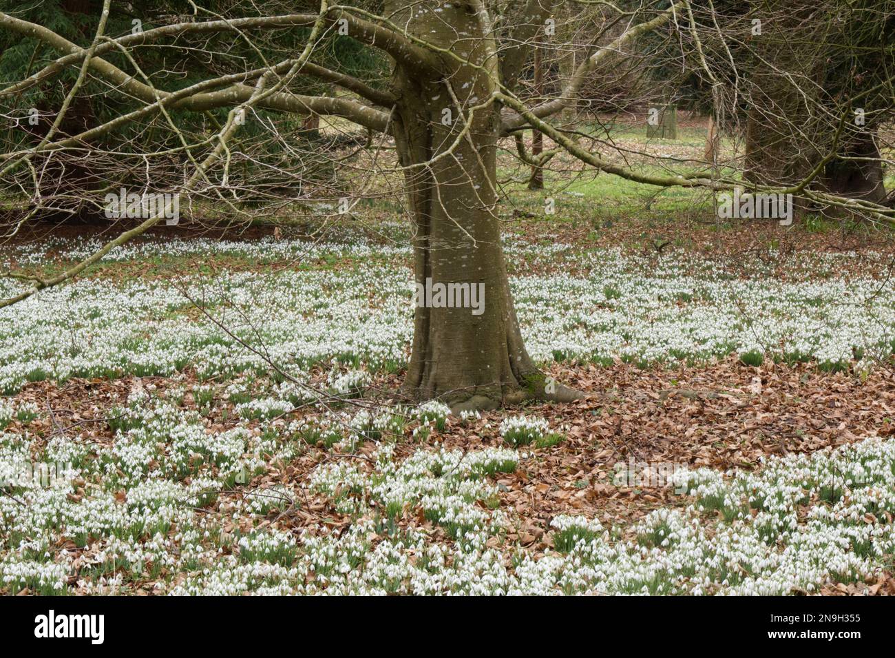 Una massa di nevicate in fiore d'inverno, galanthus nivalis crescere sotto gli alberi nel Regno Unito bosco febbraio Foto Stock
