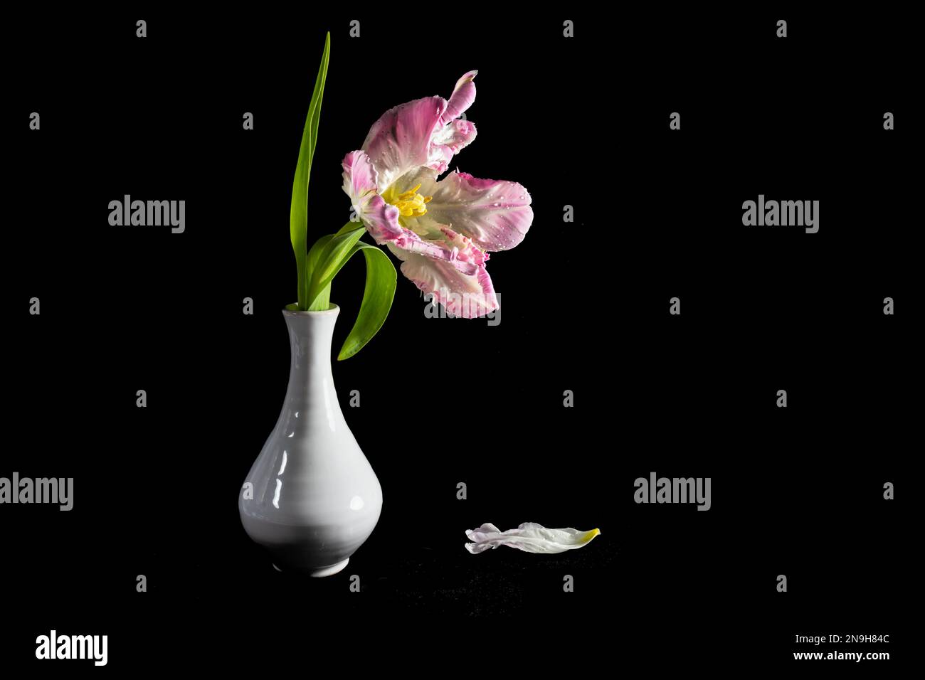 Tulipano di pappagallo rosa aperto con polline giallo e in vaso bianco su sfondo nero, bel fiore d'annata, spazio copia, focus selezionato, stretto d Foto Stock