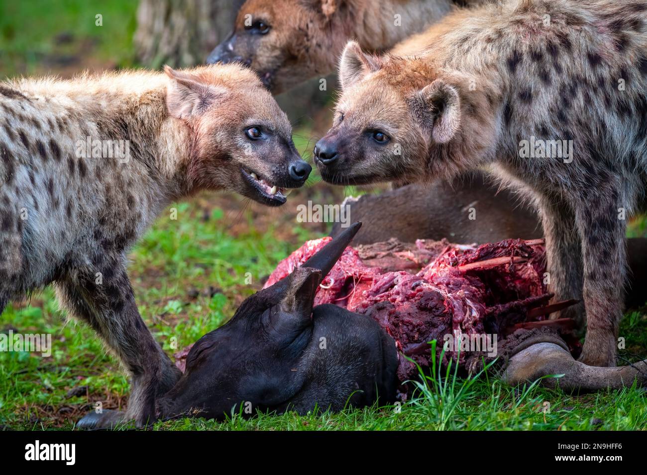 Un primo piano di inene che combattono su una preda sanguinosa su un campo Foto Stock