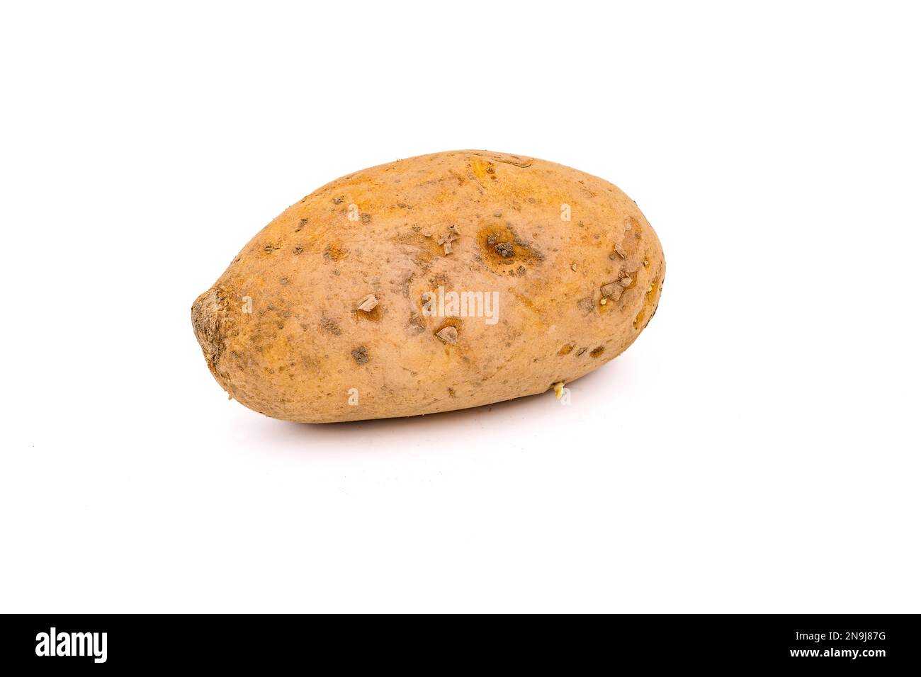 Un solo tubero di patate per una dieta attenta alla salute da coltivazione regionale rilasciato come uno studio shot Foto Stock