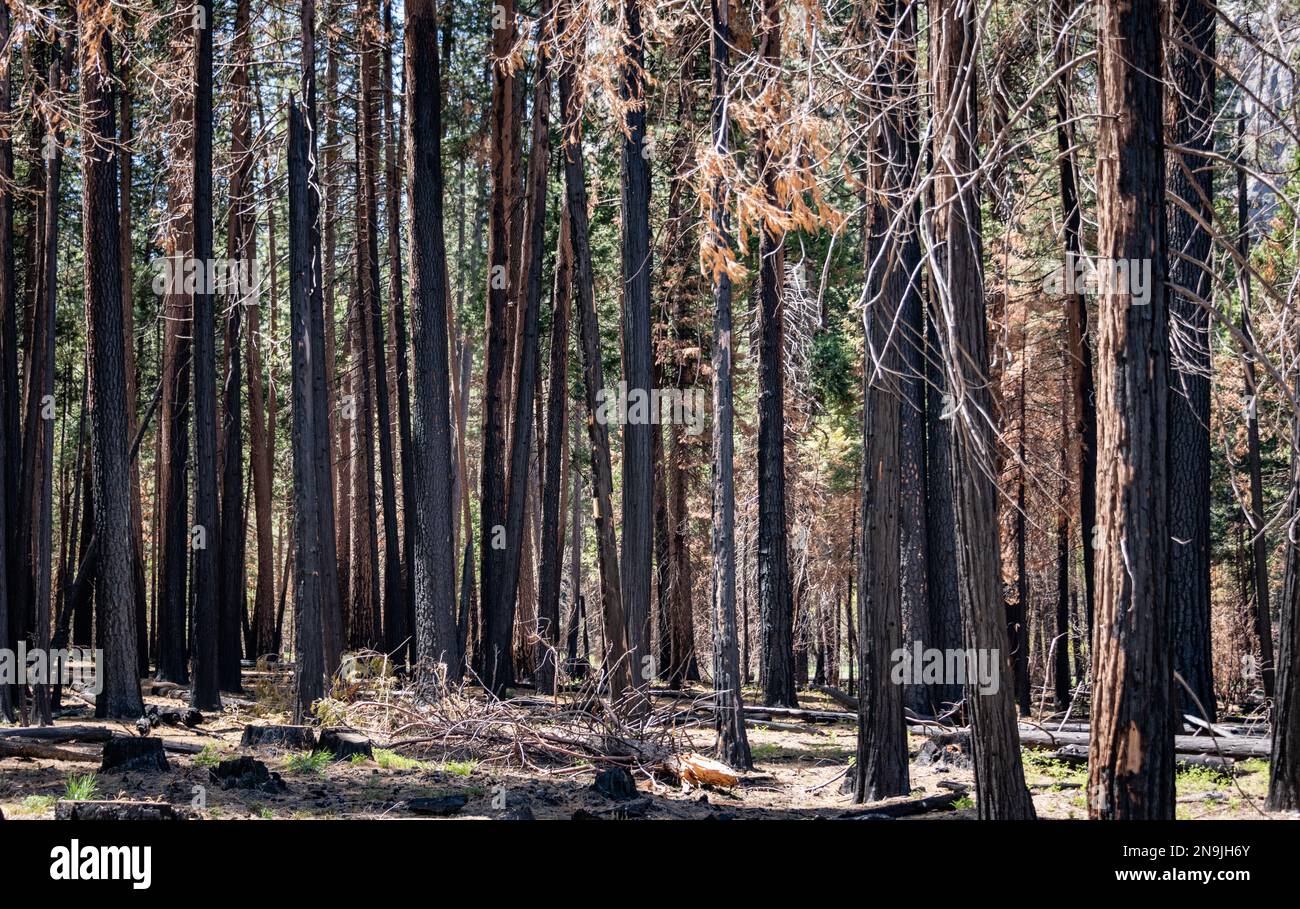 Alberi bruciati nella Yosemite Valley, California, USA Foto Stock
