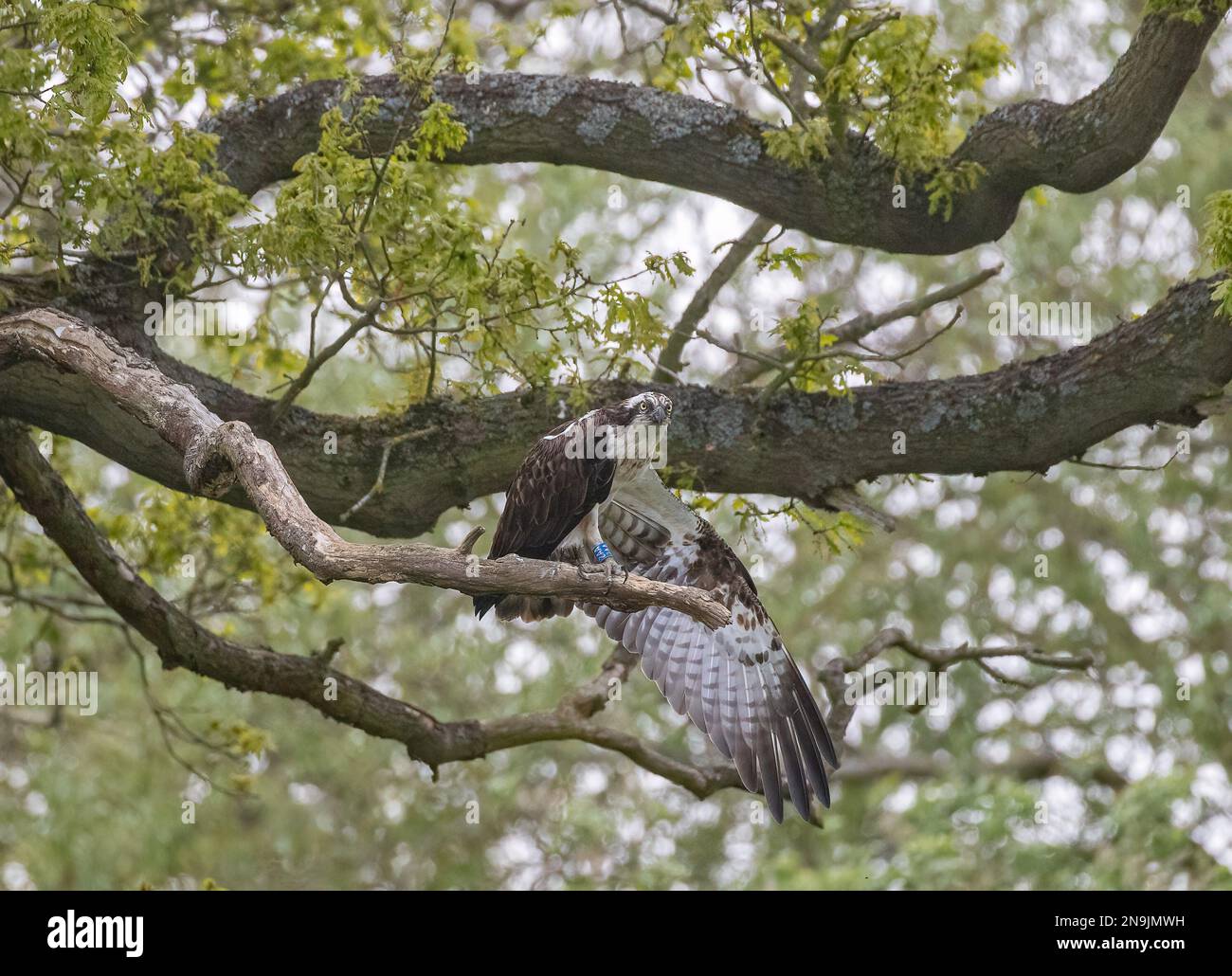 Un colpo di un Osprey (Pandion haliaetus) in attesa e arroccato in una quercia. Stendendo le ali pronte a tuffarsi per un pesce . Rutland Regno Unito Foto Stock