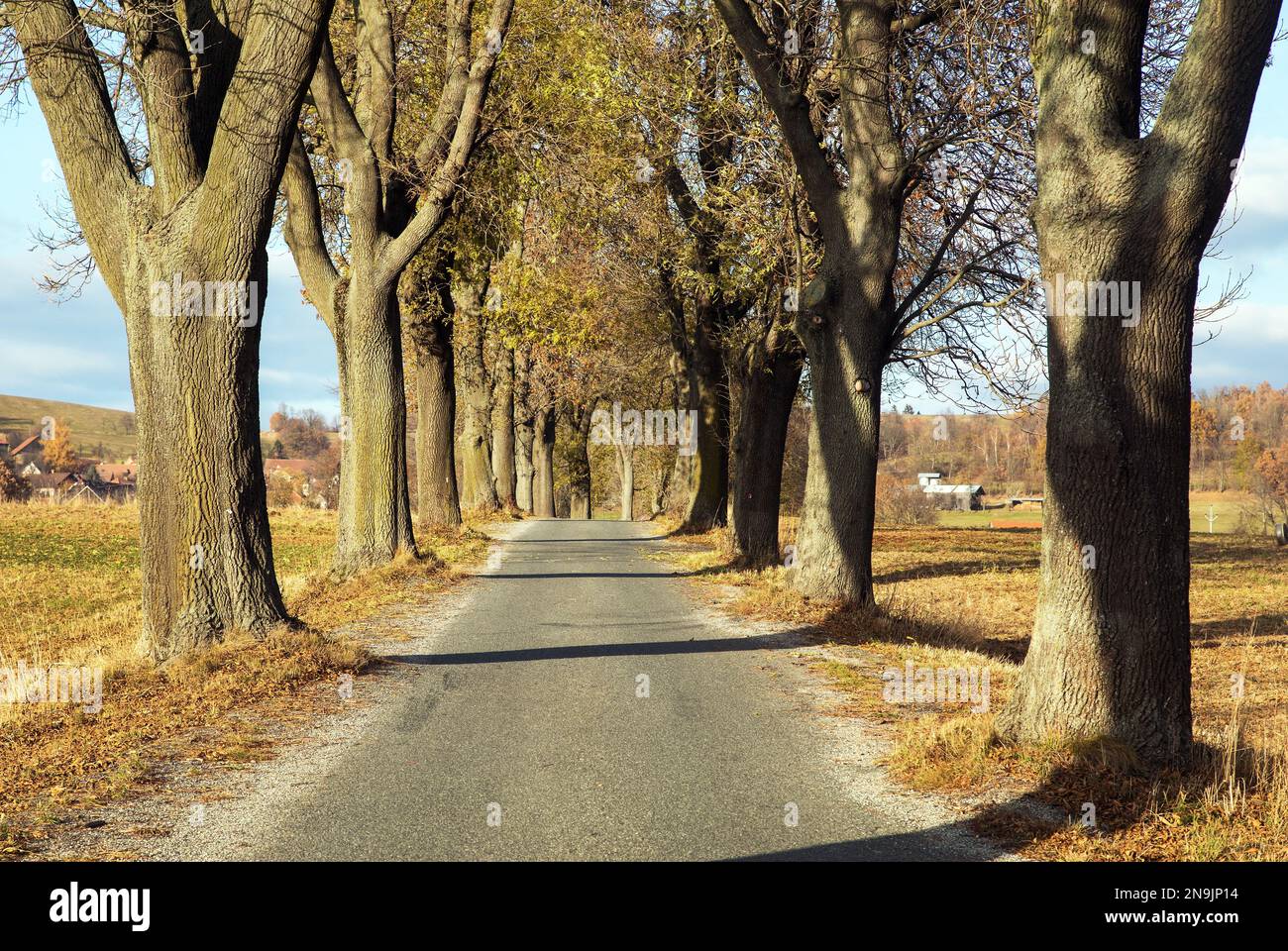 viale autunnale di tiglio, vista autunnale di vicolo di tigli Foto Stock