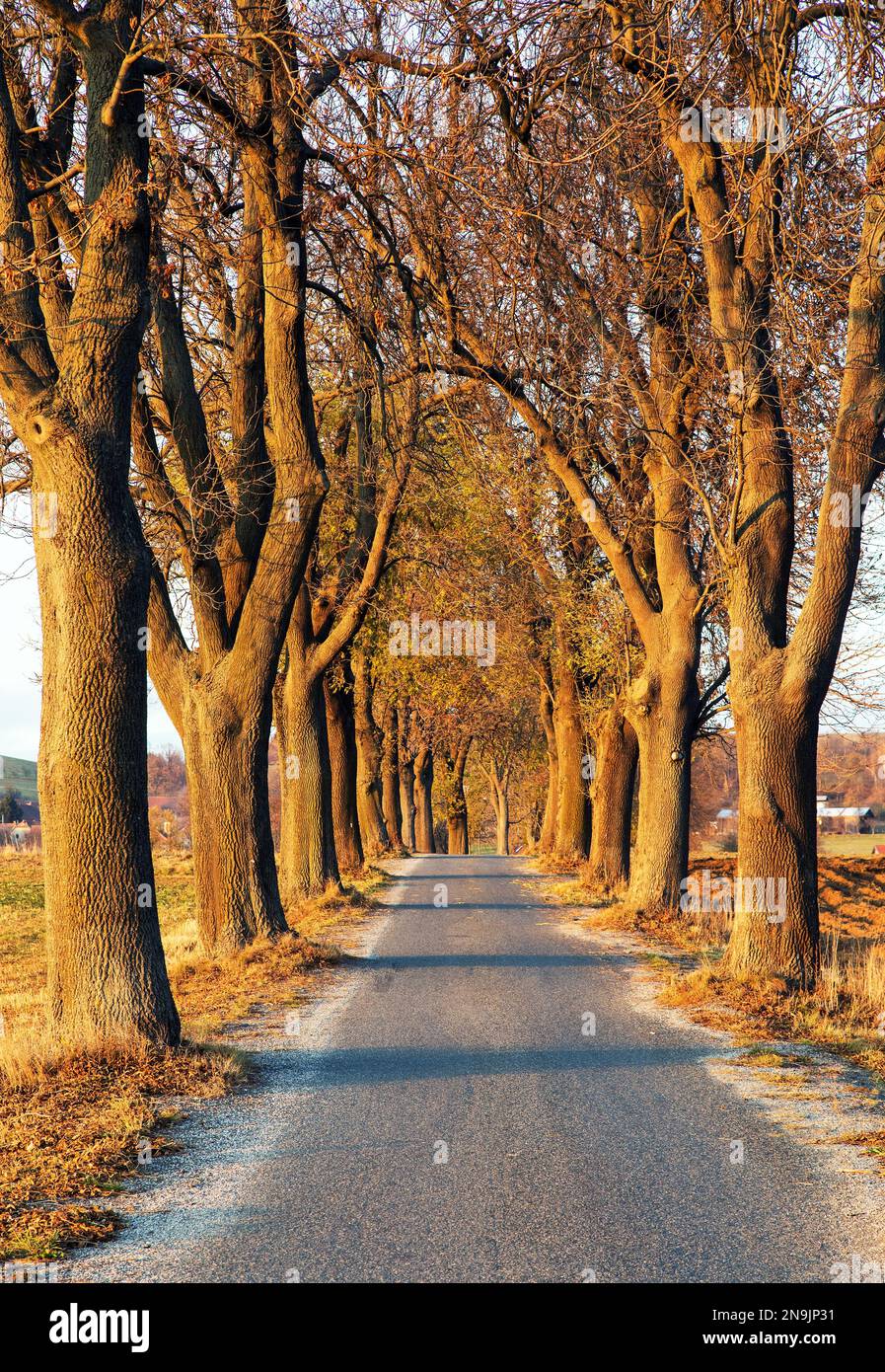 viale autunnale di tiglio, sera vista autunnale di vicolo di strada e alberi di tiglio Foto Stock