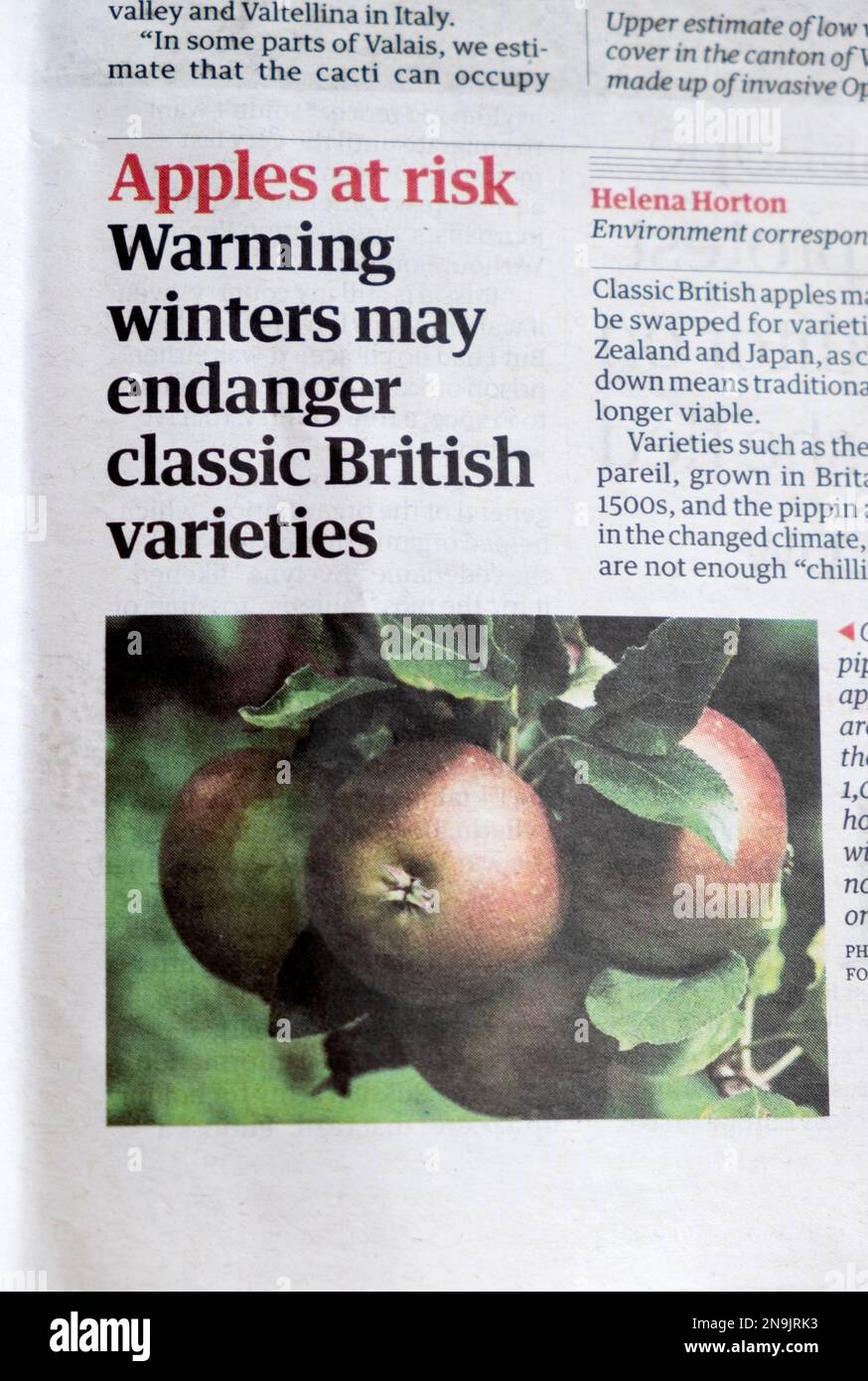 «Mele a rischio Warning gli inverni possono mettere in pericolo le varietà britanniche classiche» Guardian giornale titolo articolo raccolto di mele taglio 11th febbraio 2023 Regno Unito Foto Stock