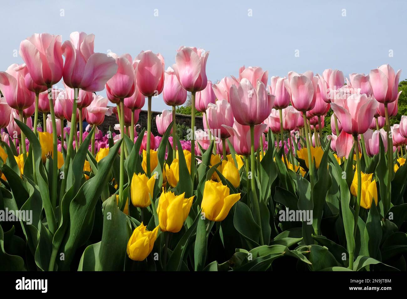 Trionfo Tulip ÔApricot PrideÕ in fiore Foto Stock