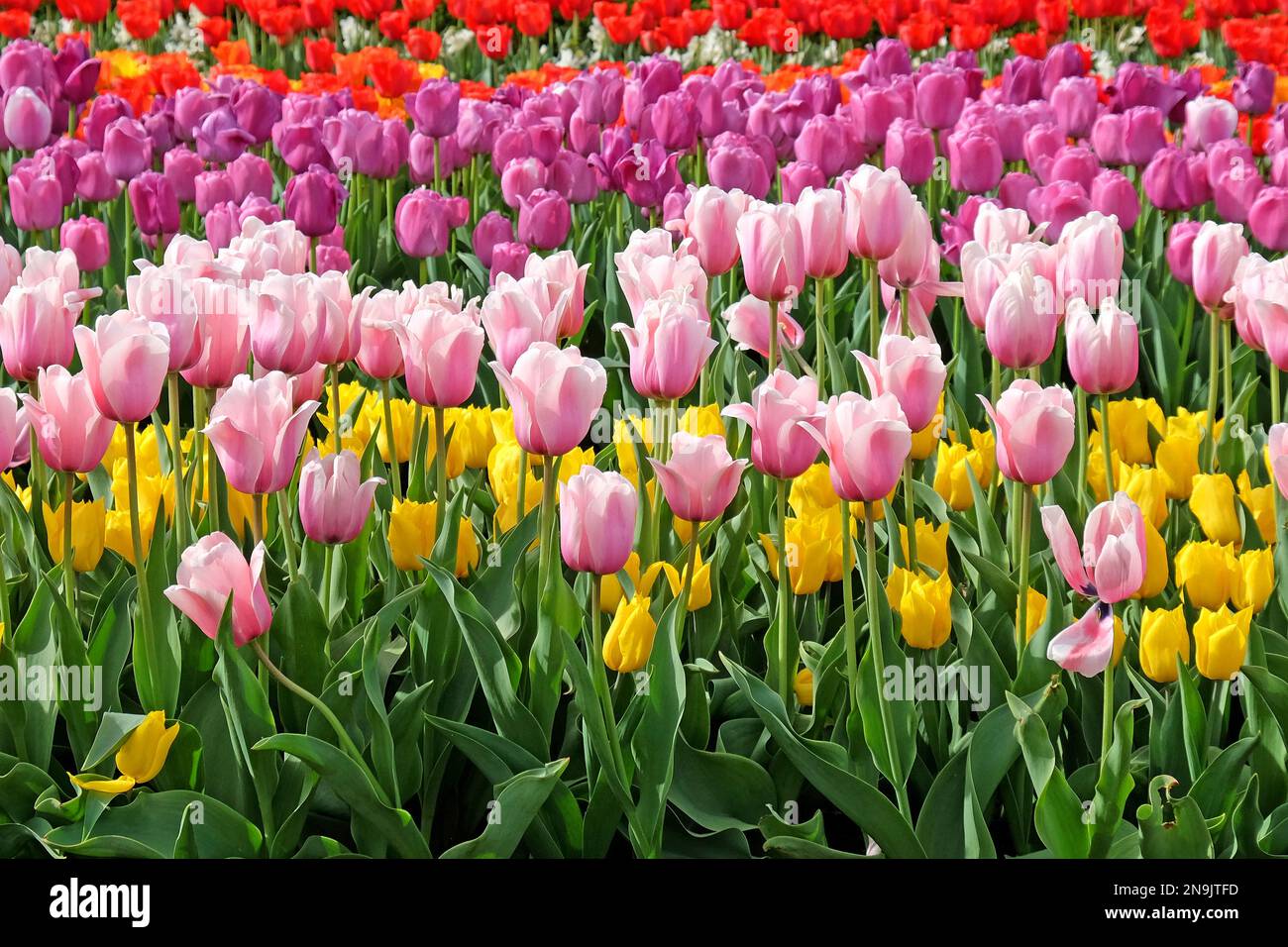 Trionfo Tulip ÔApricot PrideÕ in fiore Foto Stock