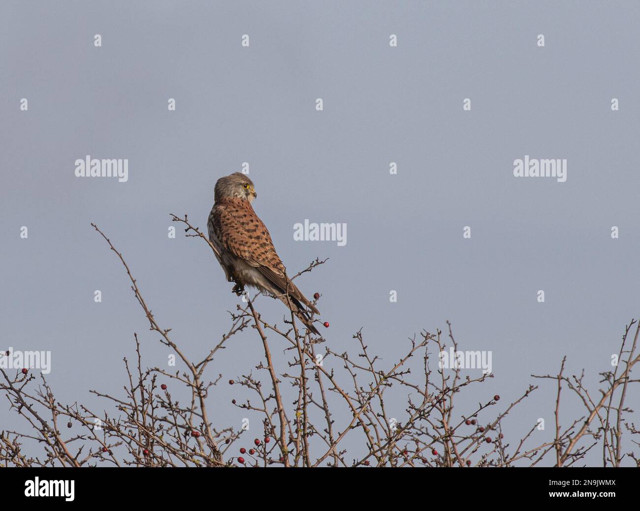 Un kestrel maschio ( Falco tinnunculus ) arroccato in un cespuglio di biancospino mentre caccia alla preda. Norfolk, Regno Unito Foto Stock