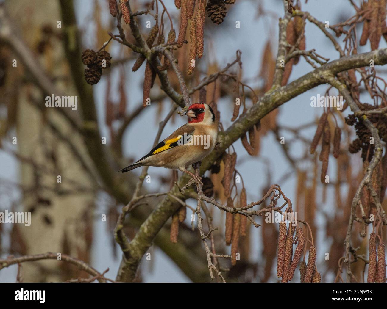 Un coloratissimo Goldfinch (Carduelis carduelis) che si nutre tra i cetrioli . Norfolk, Regno Unito Foto Stock