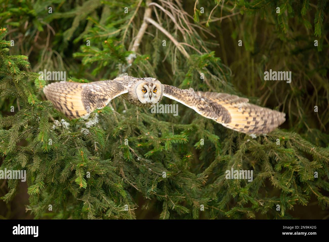 Gufo dalle orecchie lunghe con luce di fondo in piuma. ASIO otus. Breve tempo con posizione delle ali congelate. Fauna selvatica scena dalla natura Foto Stock