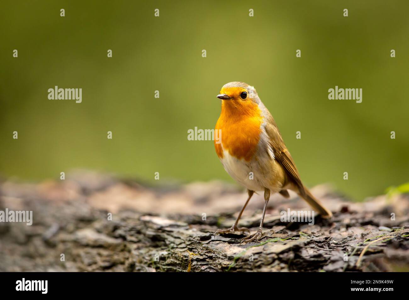 Robin europeo, Erithacus rubecula, uccello passerino nell'habitat naturale. repubblica Ceca Foto Stock