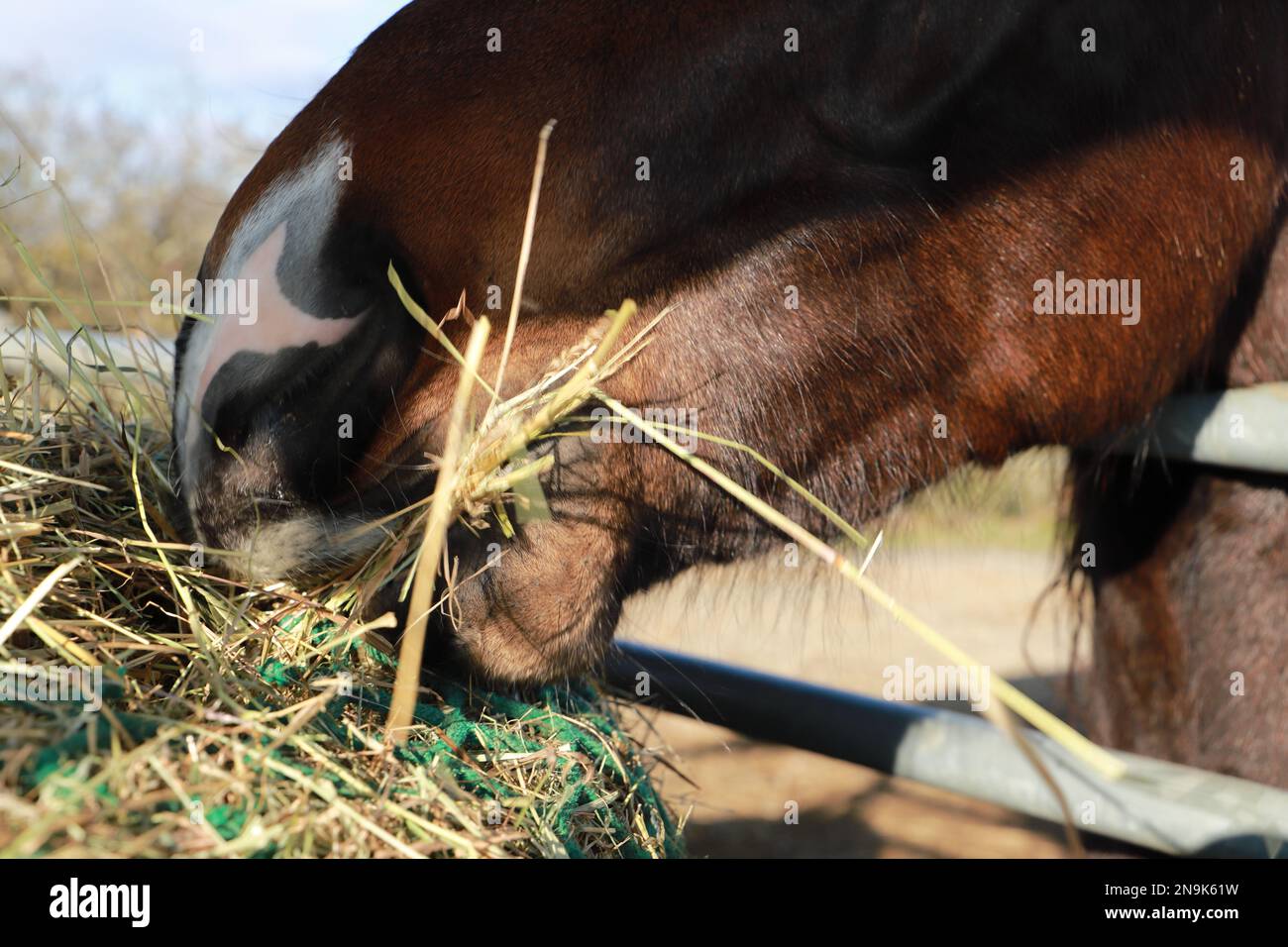 diversi cavalli sono in piedi ad una griglia di alimentazione con fieno Foto Stock